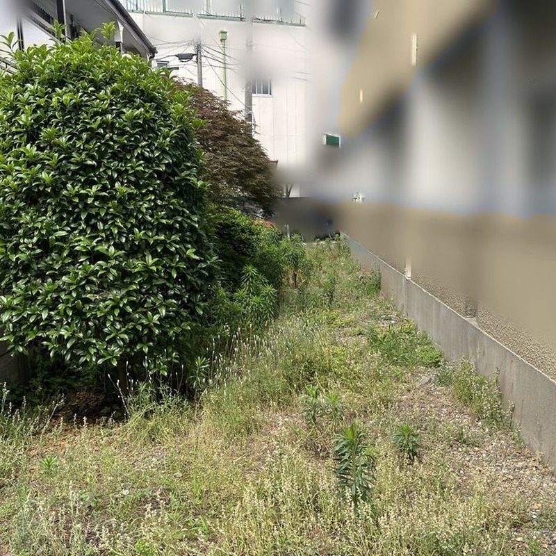 雑草が生い茂った建物脇の通路(施工前)