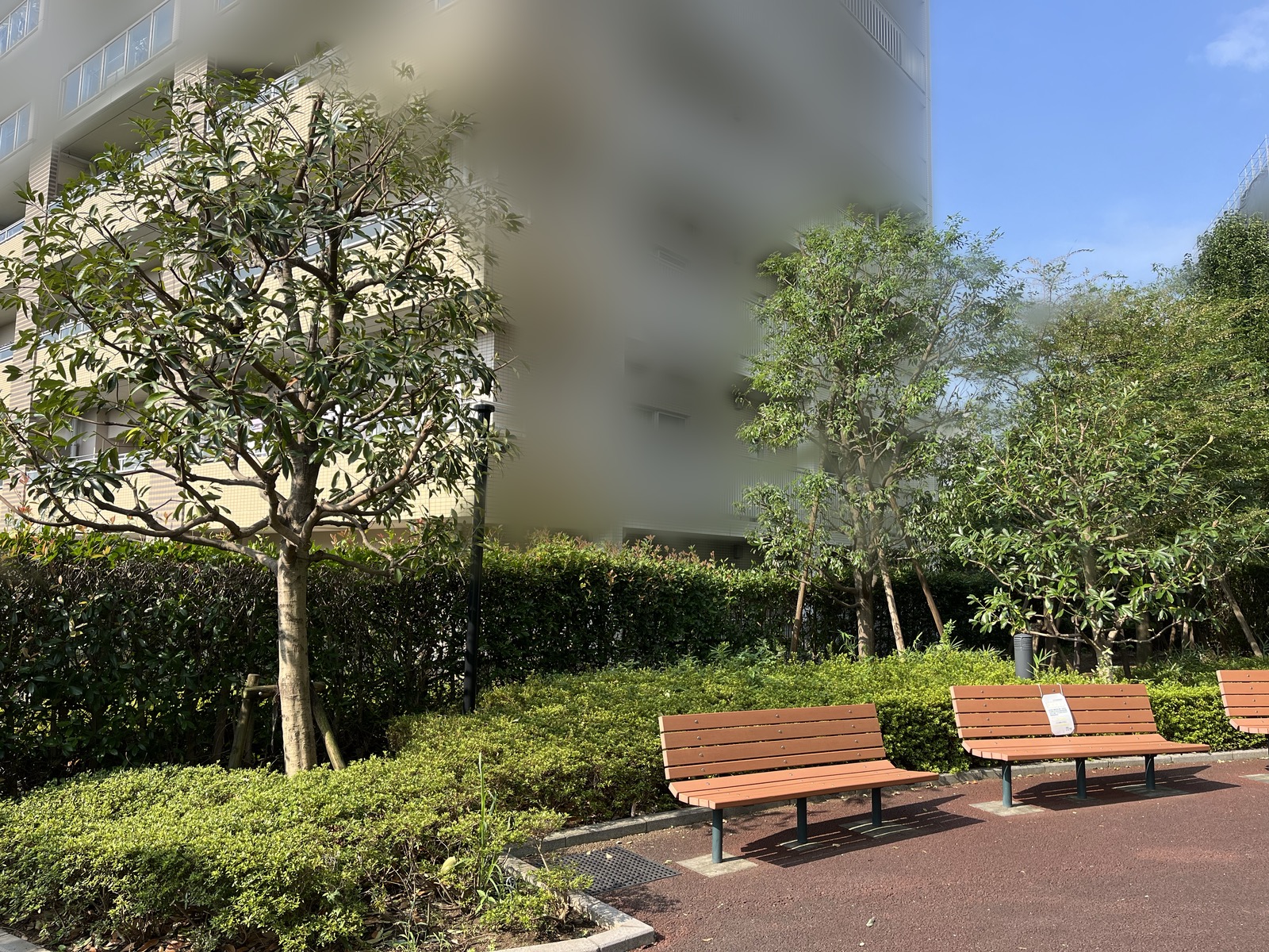 枝を透かして整えた共用広場の植栽(お手入れ後)