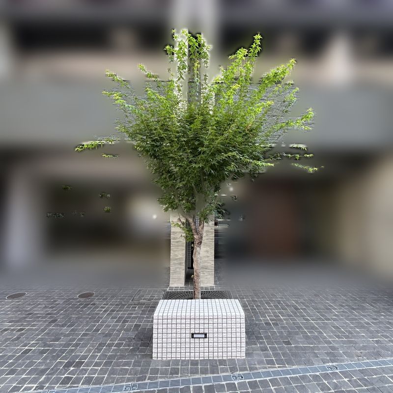 エントランスのシンボルツリー(お手入れ前)