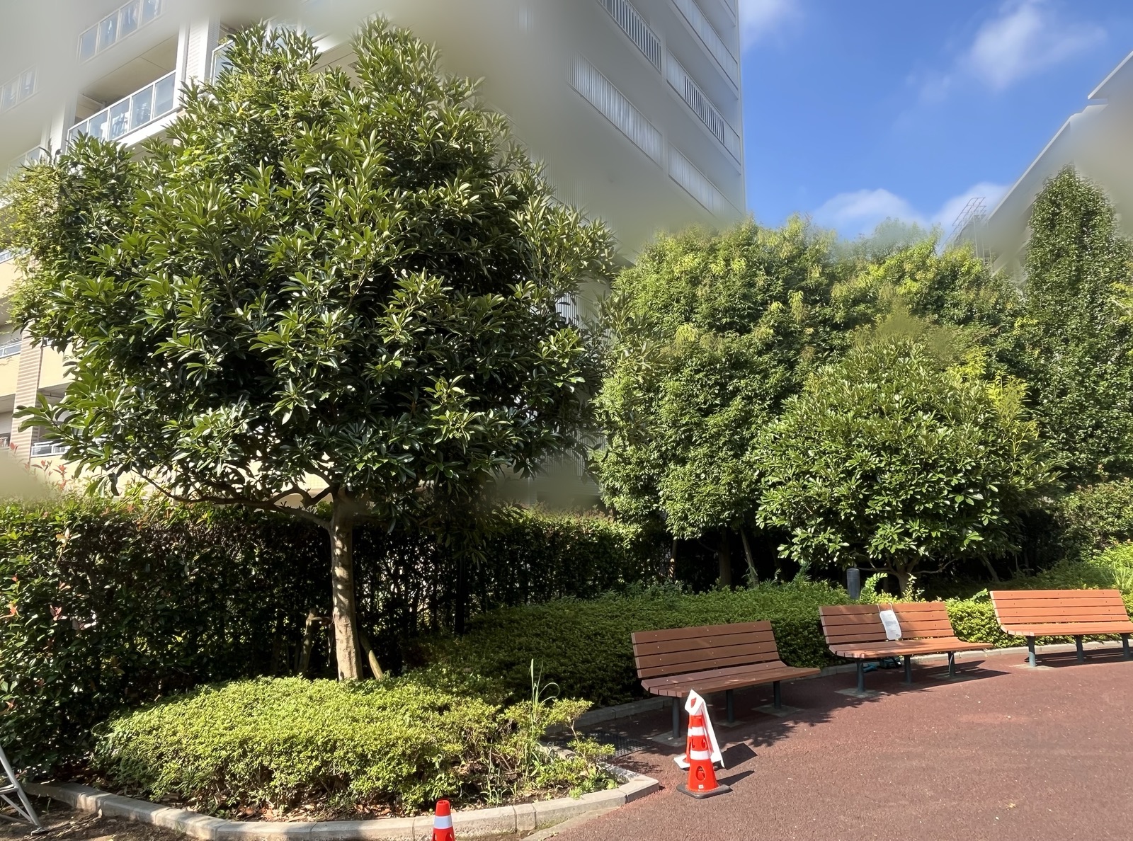 ベンチのある共用広場の植栽(お手入れ前)